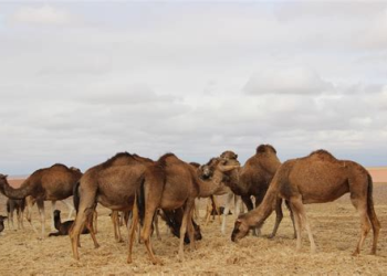 الجمعية الوطنية لمحاربة انقراض الإبل تحذر من ارتفاع أسعار لحوم الإبل وتدعو لإصلاحات عاجلة