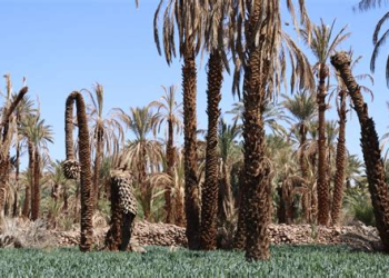 برنامج تنموي ضخم للنهوض بواحات زاكورة بتمويل يفوق 624 مليون درهم