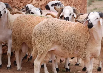 وزارة الفلاحة: العرض الوطني للأغنام والماعز يغطي الطلب بكثرة والحالة الصحية للقطيع جيدة