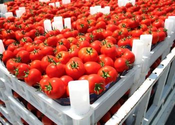 الطماطم المغربية تزيح نظيرتها الإسبانية و تحتل على المركز الثالث عالميا