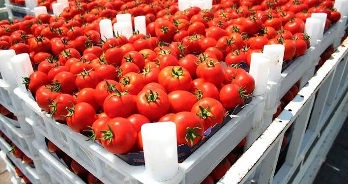الطماطم المغربية تزيح نظيرتها الإسبانية و تحتل على المركز الثالث عالميا