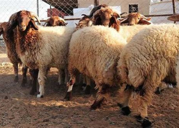 توفّر كافٍ من الأغنام والماعز لعيد الأضحى بفائض يناهز مليوني رأس