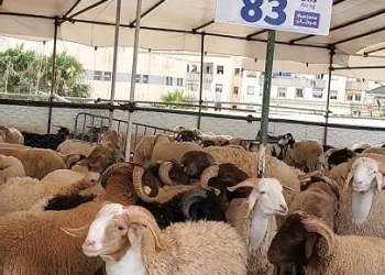 الشيخ محمد النهاري يحسم الجدل حول بيع الأضاحي بالميزان