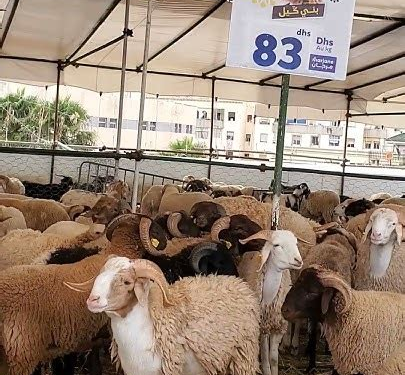 الشيخ محمد النهاري يحسم الجدل حول بيع الأضاحي بالميزان