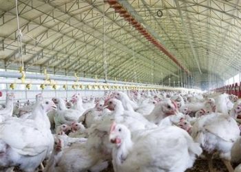 تحذيرات صحية تلاحق “الدجاج الرومي” بسبب المضادات الحيوية