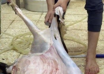 موجة الحر ترفع مخاطر فساد لحوم الأضاحي.. خبراء يدعون إلى احترام شروط السلامة الصحية