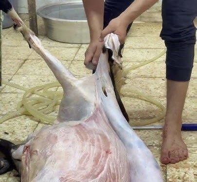 موجة الحر ترفع مخاطر فساد لحوم الأضاحي.. خبراء يدعون إلى احترام شروط السلامة الصحية