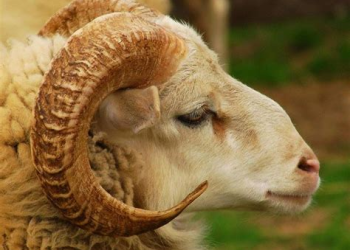 الخلاف الفقهي في حكم الأضحية بين الوجوب والسنة والتطوع