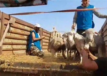 ازدحام وندرة وغلاء يطبع أسواق الأضاحي بالدار البيضاء قبل عيد الأضحى