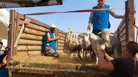 ازدحام وندرة وغلاء يطبع أسواق الأضاحي بالدار البيضاء قبل عيد الأضحى
