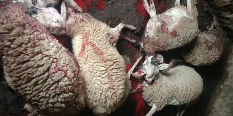 ذب-ح نحو 15 رأسًا من الأغنام يهزّ دوار القنطرة بإقليم وزان ويفتح تحقيقًا أمنيًا