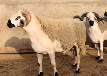 ارتفاع أسعار الأضاحي يدفع الأسر المغربية إلى قروض الاستهلاك قبل عيد الأضحى
