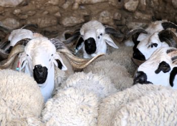بمناسبة عيد الأضحى: تعطيل استثنائي للإدارات المغربية يوم الجمعة المقبل