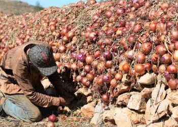 أسعار البصل تشهد قفزة صاروخية قبل عيد الأضحى