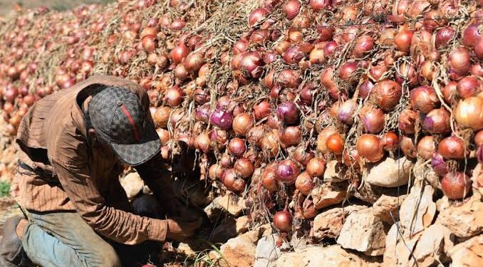 أسعار البصل تشهد قفزة صاروخية قبل عيد الأضحى