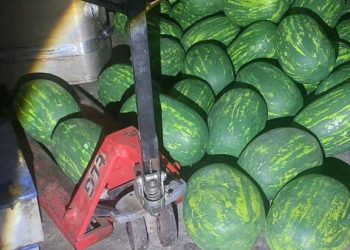الأمن بطنجة يحجز 700 كيلوغرام من مخدر الشيرا و يوقف أربع مشتبهين