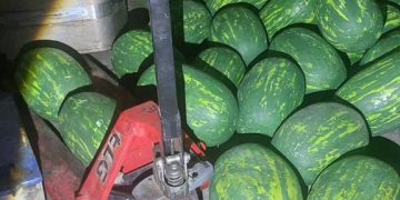 الأمن بطنجة يحجز 700 كيلوغرام من مخدر الشيرا و يوقف أربع مشتبهين
