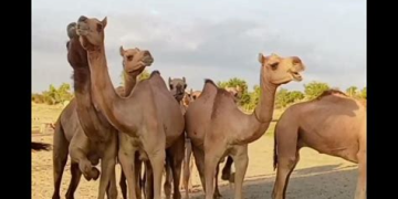 قطيع جمال يتسبب في حادث ممي-ت بالطريق الوطنية رقم 9 بزاكورة
