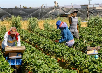ضربة شمس تنهي حياة عاملة مغربية وتثير مطالب بتشديد الرقابة على ظروف العمل بإسبانيا