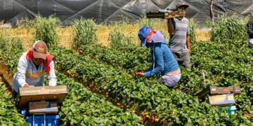 ضربة شمس تنهي حياة عاملة مغربية وتثير مطالب بتشديد الرقابة على ظروف العمل بإسبانيا