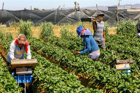ضربة شمس تنهي حياة عاملة مغربية وتثير مطالب بتشديد الرقابة على ظروف العمل بإسبانيا