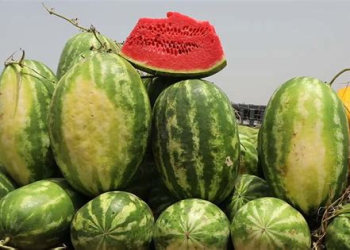 انخفاض حاد في أسعار البطيخ الأحمر بالمغرب بسبب وفرة الإنتاج وتراجع الطلب