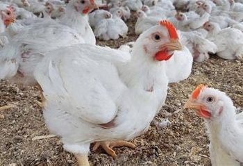 بعد أسابيع من التراجع.. أسعار الدجاج الأبيض ترتفع مجددًا بالمغرب مع انتعاش الطلب الصيفي
