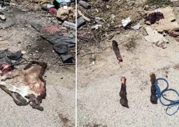 العثور على بقايا حمار مسلوخ شمال أكادير يثير مخاوف حول السلامة الغذائية