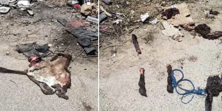 العثور على بقايا حمار مسلوخ شمال أكادير يثير مخاوف حول السلامة الغذائية