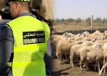 الحوز.. سرقة أزيد من 40 رأسًا من الأغنام بدوار أكدير تساوت والدرك يفتح تحقيقًا