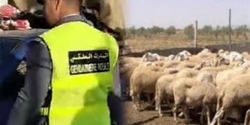 الحوز.. سرقة أزيد من 40 رأسًا من الأغنام بدوار أكدير تساوت والدرك يفتح تحقيقًا