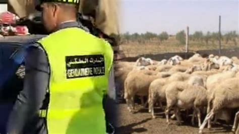 الحوز.. سرقة أزيد من 40 رأسًا من الأغنام بدوار أكدير تساوت والدرك يفتح تحقيقًا
