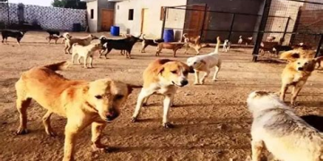 هجوم كلاب ضالة على تاجر بمحيط سوق الأحد بأكادير يجدد المطالب بمعالجة الظاهرة