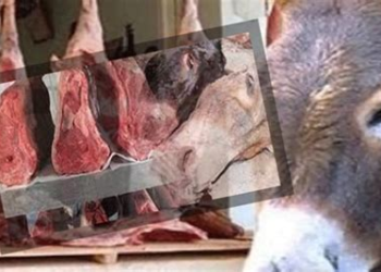العثور على بقايا حمير بضواحي مراكش يثير القلق ويدفع للمطالبة بتحقيق عاجل