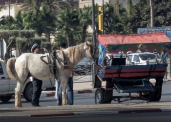 حملة أمنية ببرشيد تحجز عربات مجرورة بالدواب وتعيد ملف المنع إلى الواجهة