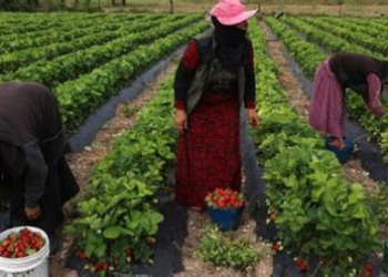 المغاربة يتصدرون العمال الموسميين في إسبانيا.. 15 ألف عامل ومفاوضات لرفع الحصة