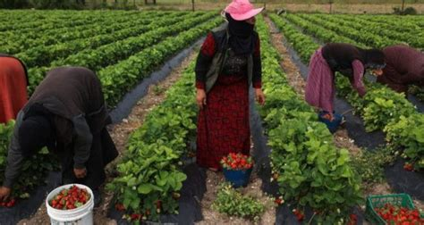 المغاربة يتصدرون العمال الموسميين في إسبانيا.. 15 ألف عامل ومفاوضات لرفع الحصة