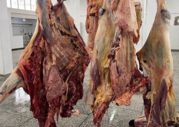 حجز وإتلاف أزيد من 300 كيلوغرام من اللحوم غير الصالحة للاستهلاك بالدريوش