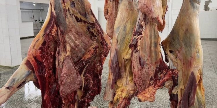 حجز وإتلاف أزيد من 300 كيلوغرام من اللحوم غير الصالحة للاستهلاك بالدريوش
