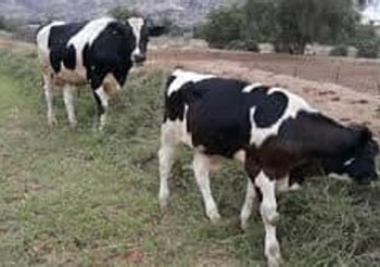 فراقشية تحت المجهر.. مواطنون يحاصرون سيارة محملة بثلاث بقرات مشبوهة بسيدي يحيى الغرب