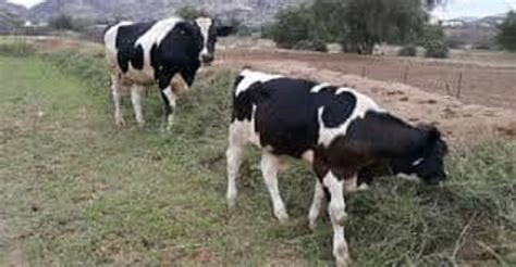 فراقشية تحت المجهر.. مواطنون يحاصرون سيارة محملة بثلاث بقرات مشبوهة بسيدي يحيى الغرب