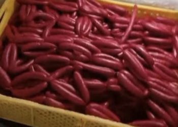فاس.. حجز أزيد من 800 كيلوغرام من اللحوم والمواد الغذائية داخل ورشة سرية بالمسيرة