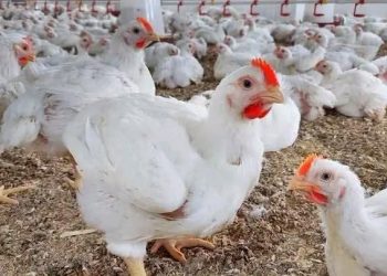 الدجاج الأبيض يتراجع بـ1.5 درهم.. وهذه تطورات الأسعار بالأسواق المغربية