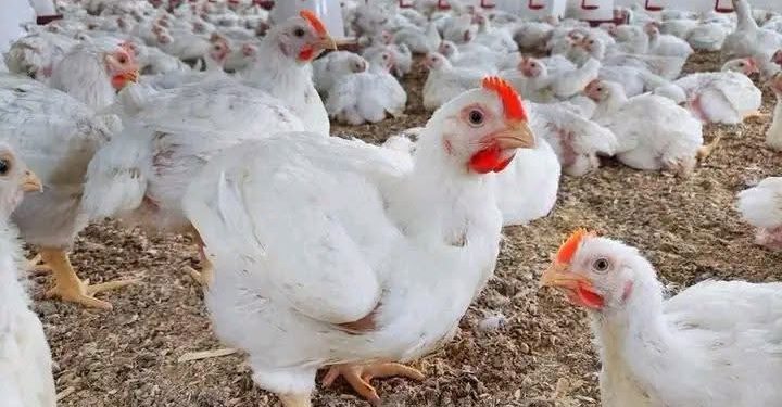 الدجاج الأبيض يتراجع بـ1.5 درهم.. وهذه تطورات الأسعار بالأسواق المغربية