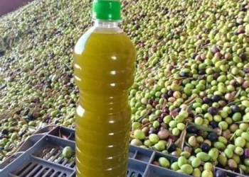 تاونات تفتتح موسم الزيتون.. الطحين بـ4 دراهم والمسلالة تصل إلى 10 دراهم