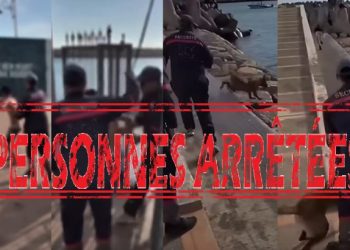 أكادير.. إحالة حارسي أمن خاص على النيابة العامة بعد تعنيف قاصر وتحريض كلب شرس على أطفال