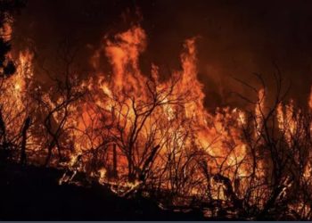 استنفار واسع بإقليم العرائش للسيطرة على حري-ق غابوي مهول بغابة زعرورة وإخلاء عدد من المنازل