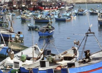 دراسة علمية ترصد مستويات مرتفعة من الزرنيخ في القمرون والباجو بخليج الحسيمة وتثير تساؤلات حول السلامة الصحية