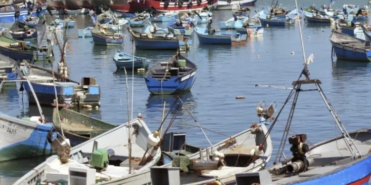 دراسة علمية ترصد مستويات مرتفعة من الزرنيخ في القمرون والباجو بخليج الحسيمة وتثير تساؤلات حول السلامة الصحية