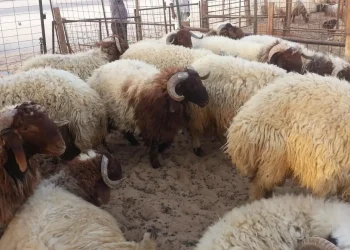وجدة.. توقيف 7 أشخاص وحجز 236 رأسا من الأغنام المشتبه في سرقتها
